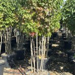 Ambrovník styraxový (Liquidambar styraciflua) - výška 180-200 cm, kont. C45L - VIACKMENNÝ S DRÔTOM 